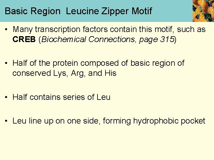 Basic Region Leucine Zipper Motif • Many transcription factors contain this motif, such as