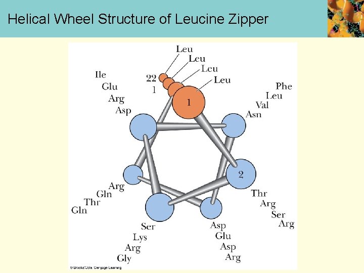 Helical Wheel Structure of Leucine Zipper 