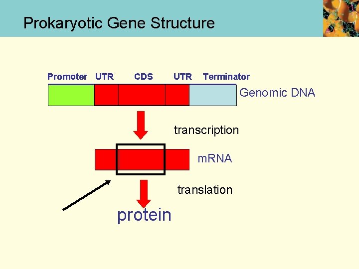Prokaryotic Gene Structure Promoter UTR CDS UTR Terminator Genomic DNA transcription m. RNA translation