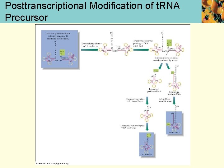 Posttranscriptional Modification of t. RNA Precursor 