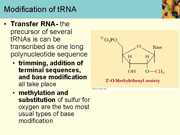 Modification of t. RNA • Transfer RNA- the precursor of several t. RNAs is