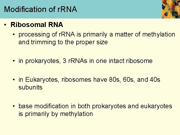 Modification of r. RNA • Ribosomal RNA • processing of r. RNA is primarily