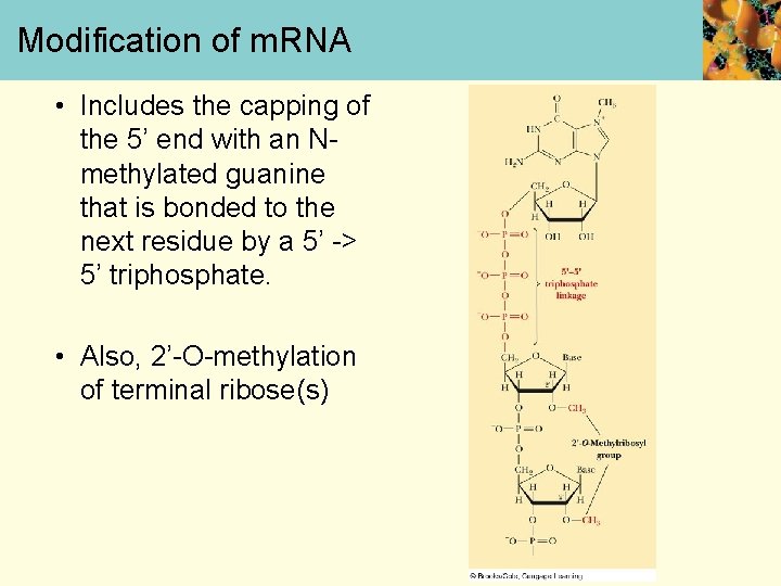 Modification of m. RNA • Includes the capping of the 5’ end with an