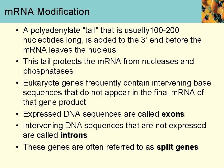 m. RNA Modification • A polyadenylate “tail” that is usually 100 -200 nucleotides long,