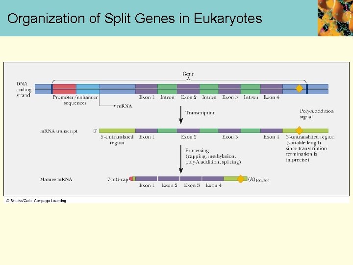 Organization of Split Genes in Eukaryotes 