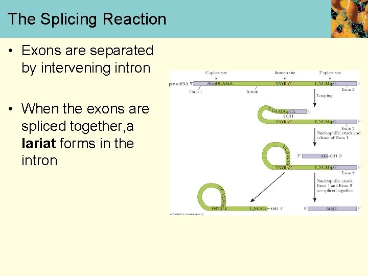 The Splicing Reaction • Exons are separated by intervening intron • When the exons