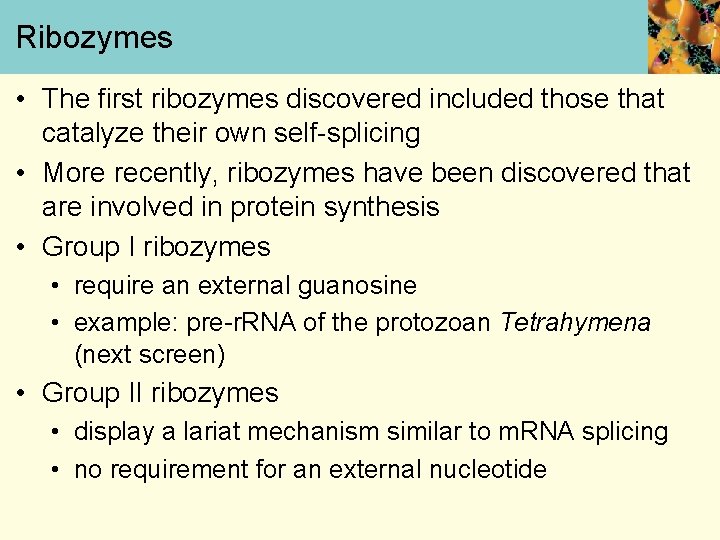 Ribozymes • The first ribozymes discovered included those that catalyze their own self-splicing •