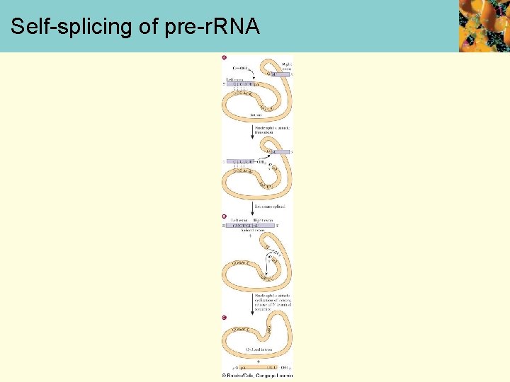 Self-splicing of pre-r. RNA 
