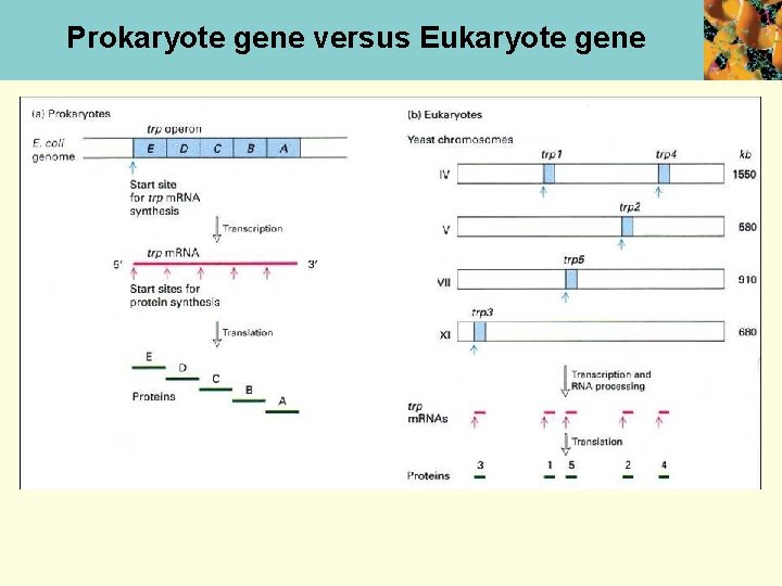 Prokaryote gene versus Eukaryote gene 