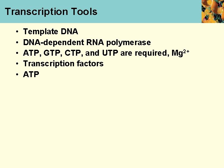 Transcription Tools • • • Template DNA-dependent RNA polymerase ATP, GTP, CTP, and UTP