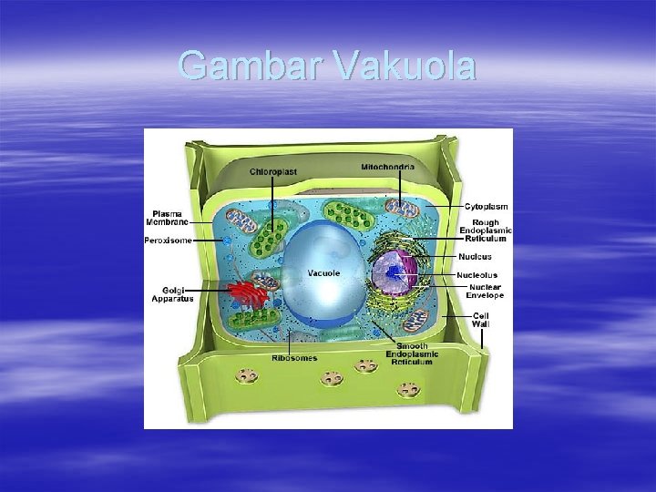 Gambar Vakuola 