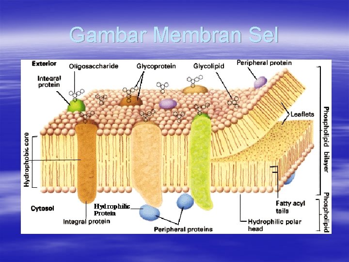 Gambar Membran Sel 