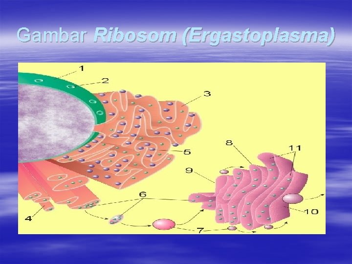 Gambar Ribosom (Ergastoplasma) 