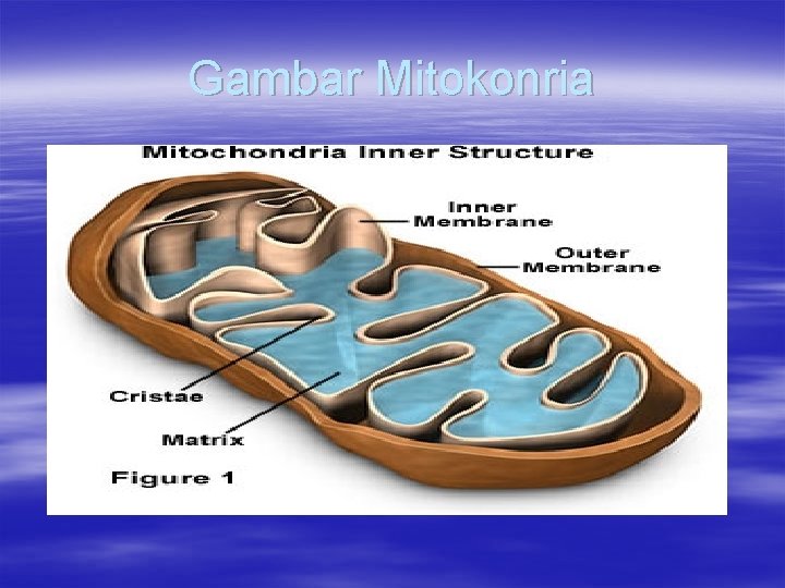 Gambar Mitokonria 