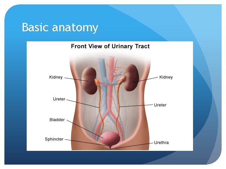 Basic anatomy 