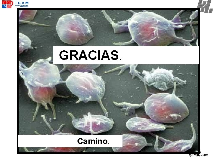 GRACIAS. Camino. 