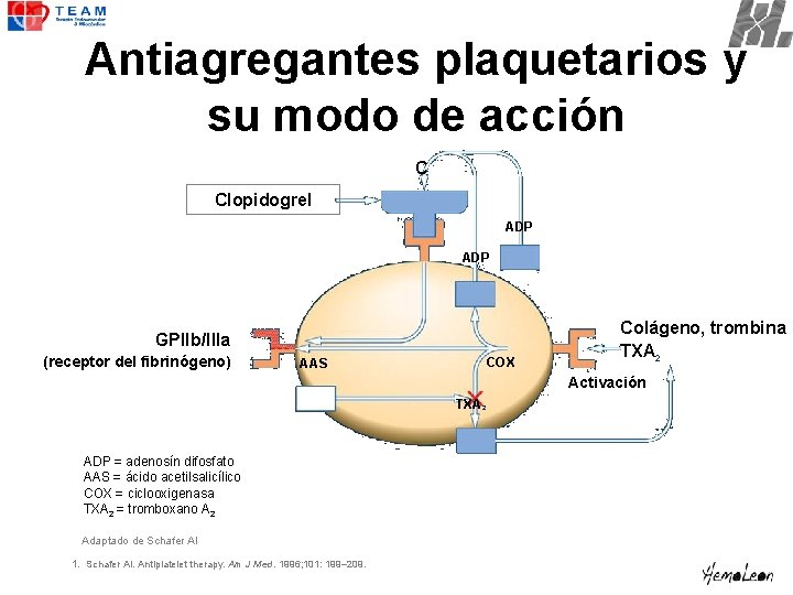 Antiagregantes plaquetarios y su modo de acción C Clopidogrel ADP GPllb/llla (receptor del fibrinógeno)