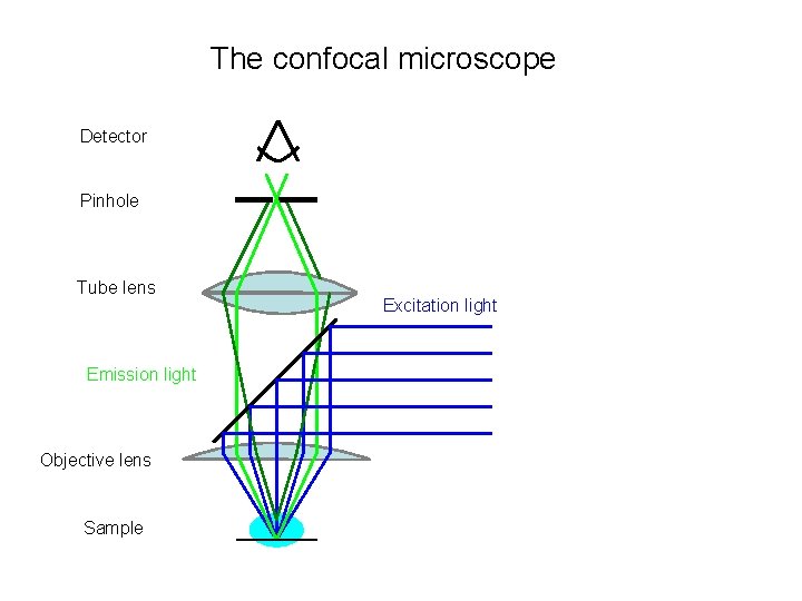 The confocal microscope Detector Pinhole Tube lens Emission light Objective lens Sample Excitation light