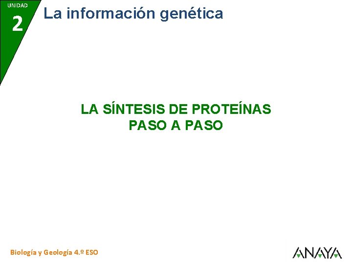 UNIDAD 2 La información genética LA SÍNTESIS DE PROTEÍNAS PASO A PASO Biología y
