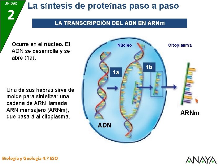 UNIDAD 7 2 La síntesis de proteínas paso a paso LA TRANSCRIPCIÓN DEL ADN