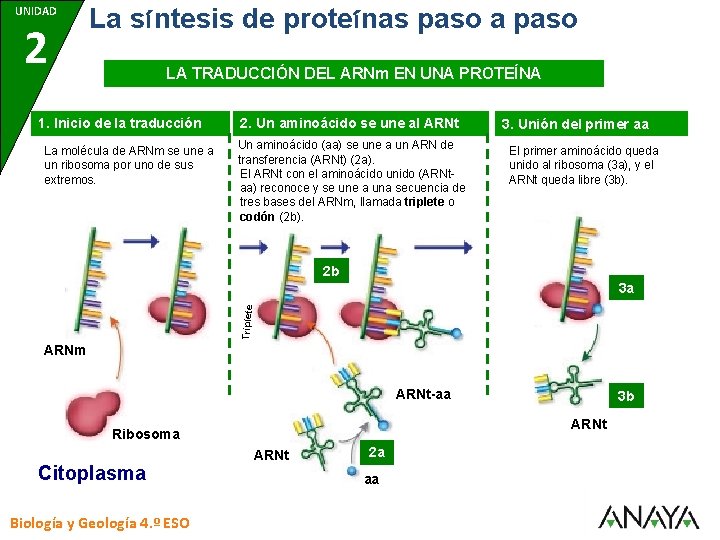 UNIDAD 7 2 La síntesis de proteínas paso a paso LA TRADUCCIÓN DEL ARNm
