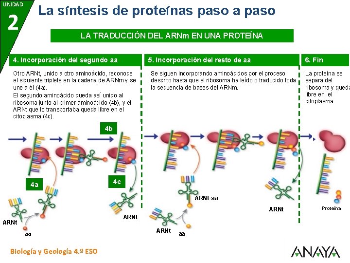 UNIDAD La síntesis de proteínas paso a paso 2 LA TRADUCCIÓN DEL ARNm EN
