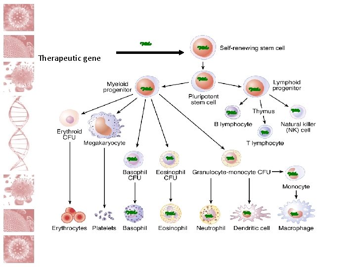 Therapeutic gene 