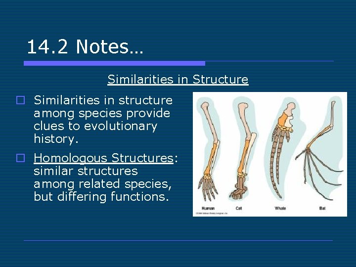 14. 2 Notes… Similarities in Structure o Similarities in structure among species provide clues