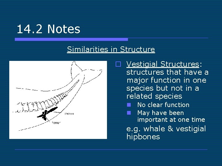 14. 2 Notes Similarities in Structure o Vestigial Structures: structures that have a major