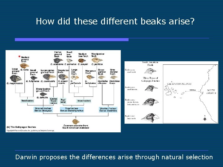 How did these different beaks arise? Darwin proposes the differences arise through natural selection