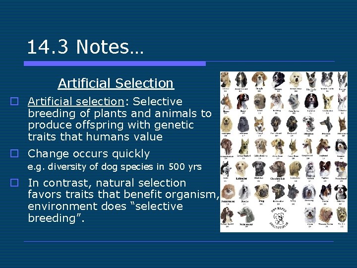 14. 3 Notes… Artificial Selection o Artificial selection: Selective breeding of plants and animals