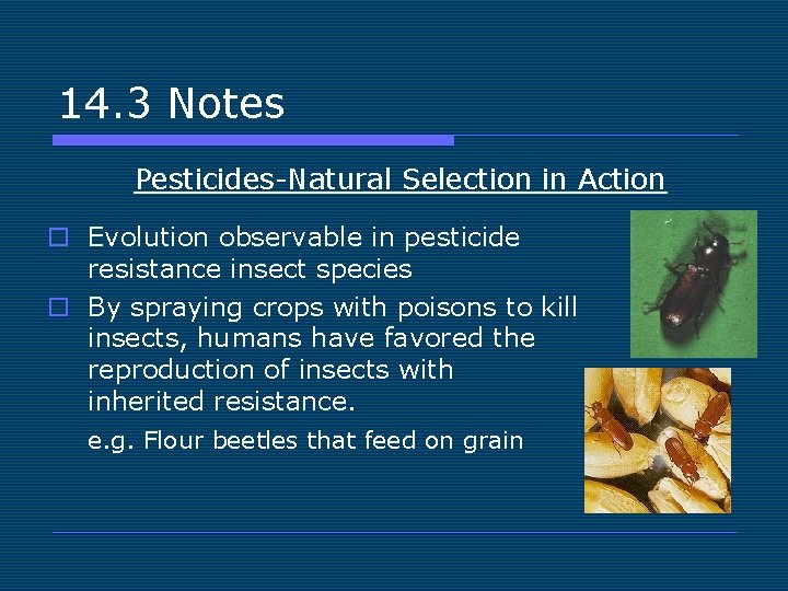 14. 3 Notes Pesticides-Natural Selection in Action o Evolution observable in pesticide resistance insect