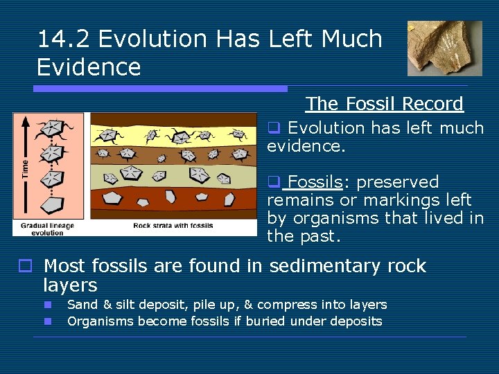 14. 2 Evolution Has Left Much Evidence The Fossil Record q Evolution has left