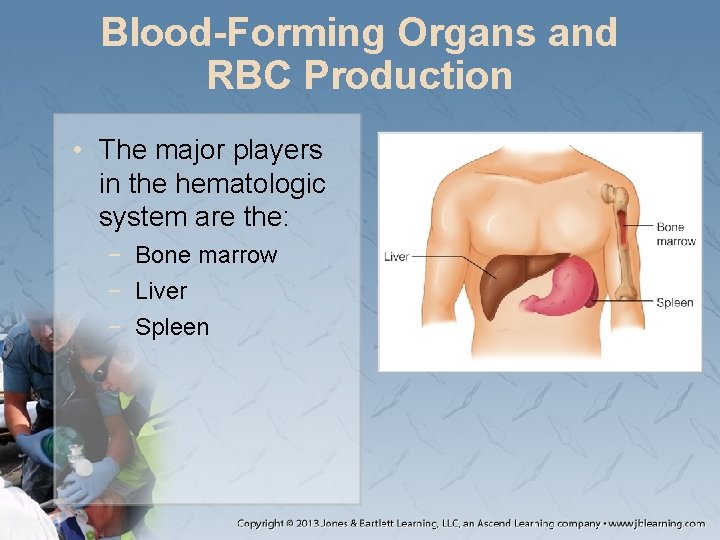 Blood-Forming Organs and RBC Production • The major players in the hematologic system are