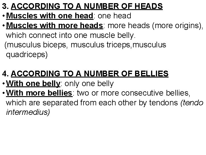 3. ACCORDING TO A NUMBER OF HEADS • Muscles with one head: one head
