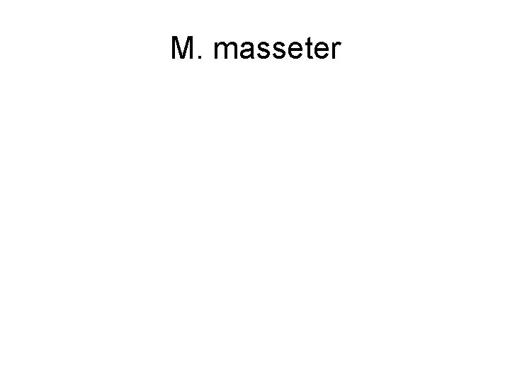 M. masseter 