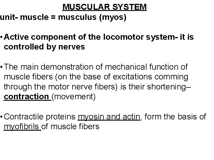 MUSCULAR SYSTEM unit- muscle = musculus (myos) • Active component of the locomotor system-