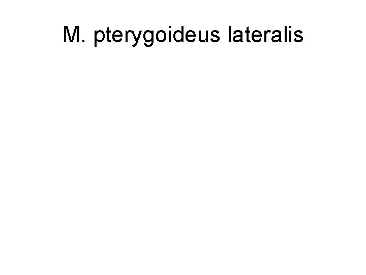 M. pterygoideus lateralis 