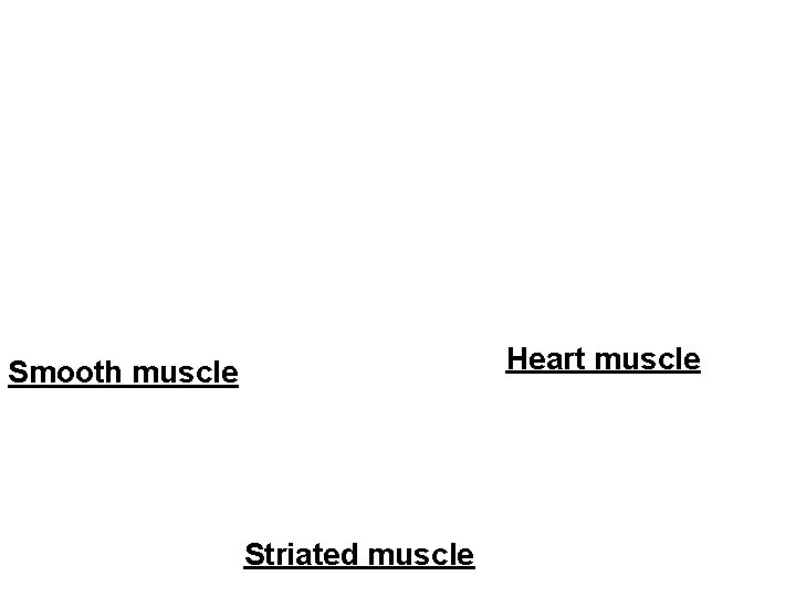 Heart muscle Smooth muscle Striated muscle 