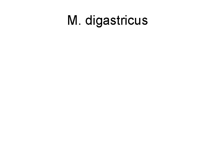M. digastricus 