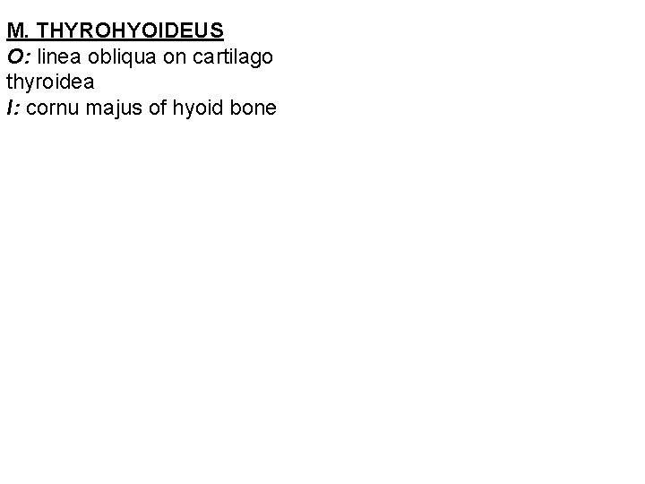 M. THYROHYOIDEUS O: linea obliqua on cartilago thyroidea I: cornu majus of hyoid bone