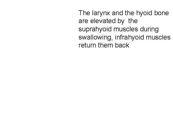 The larynx and the hyoid bone are elevated by the suprahyoid muscles during swallowing,