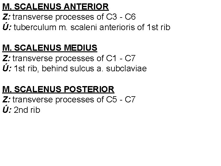M. SCALENUS ANTERIOR Z: transverse processes of C 3 - C 6 Ú: tuberculum