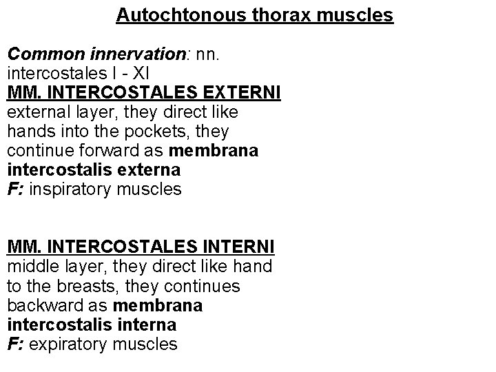 Autochtonous thorax muscles Common innervation: nn. intercostales I - XI MM. INTERCOSTALES EXTERNI external