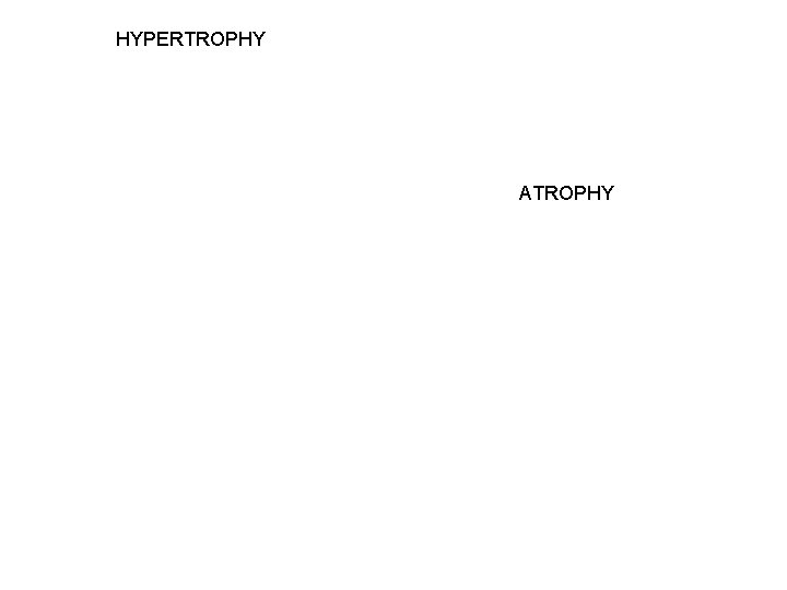 HYPERTROPHY ATROPHY 