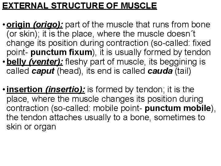 EXTERNAL STRUCTURE OF MUSCLE • origin (origo): part of the muscle that runs from