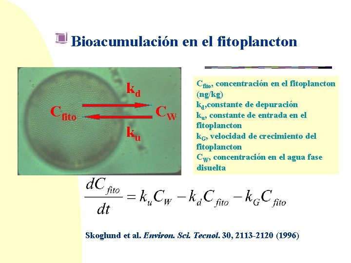 Bioacumulación en el fitoplancton kd Cfito CW ku Cfito, concentración en el fitoplancton (ng/kg)