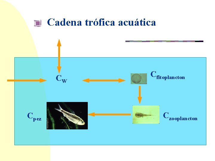 Cadena trófica acuática CG CW Cpez Cfitoplancton Czooplancton 