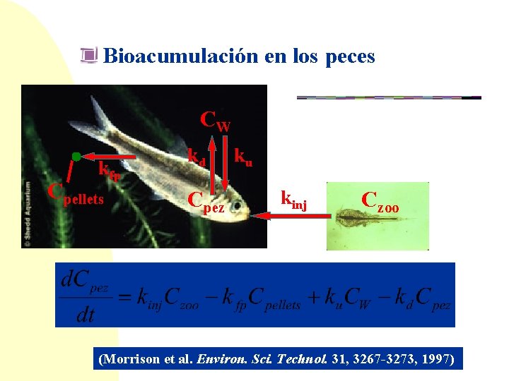 Bioacumulación en los peces CW kfp Cpellets kd Cpez ku kinj Czoo (Morrison et