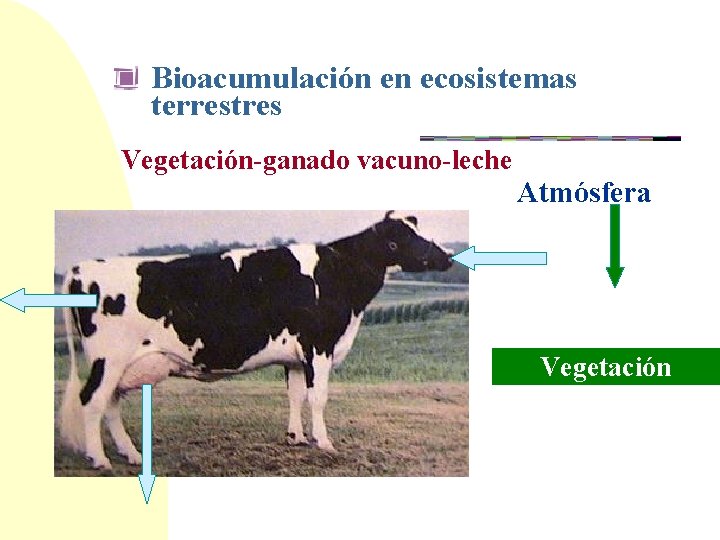 Bioacumulación en ecosistemas terrestres Vegetación-ganado vacuno-leche Atmósfera Vegetación 